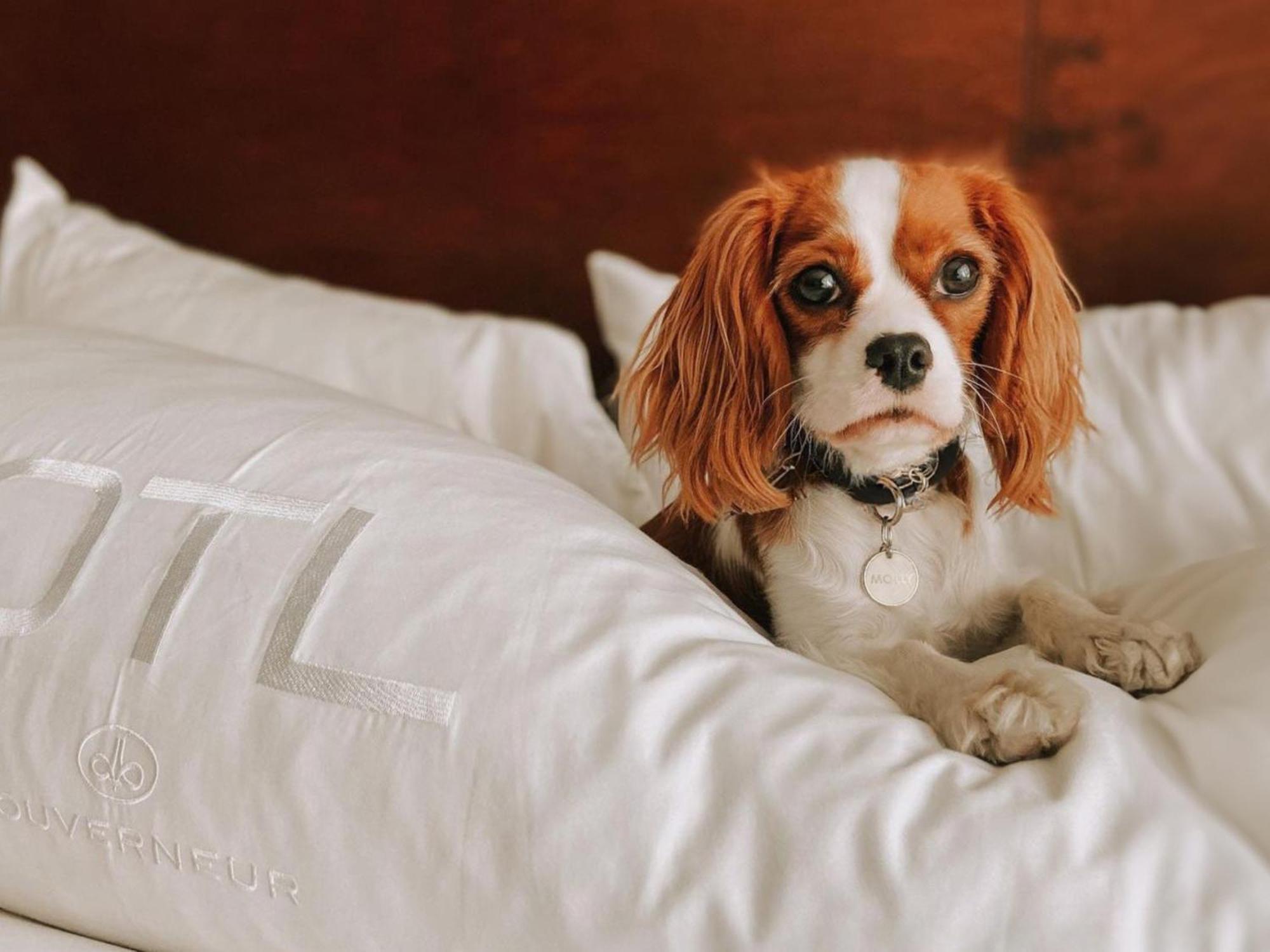 Otl Gouverneur Chicoutimi Exterior foto A dog on a bed